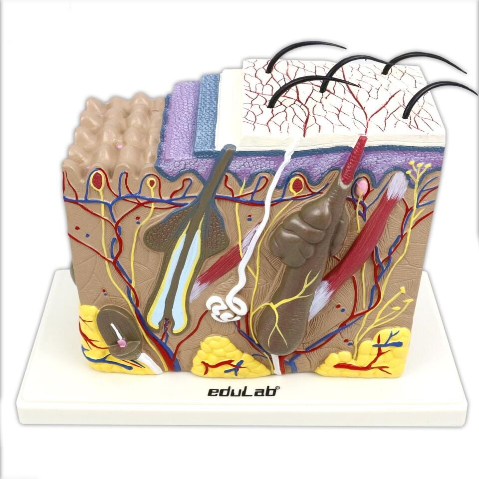 70 Kat Büyütülmüş Deri Modeli