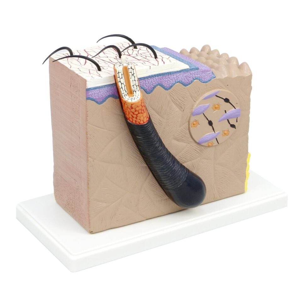 70 Kat Büyütülmüş Deri Modeli